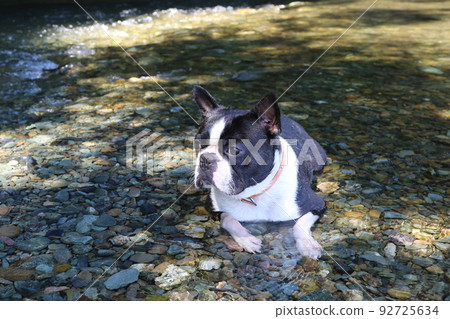Mighty, a cute Boston Terrier who seems to be comfortable in Tokigawa Town's Tokigawa River, a spot for playing in the river♡ Mighty, a cute Boston Terrier who seems to be comfortable in Tokigawa Town's Tokigawa River, a spot for playing in the river♡ 92725634