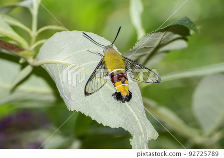 Ooskasiba Ooskasiba 92725789