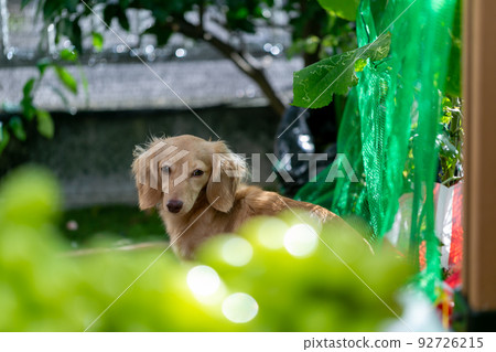 Kaninhen Ducks Shine Muscat Grapes 92726215