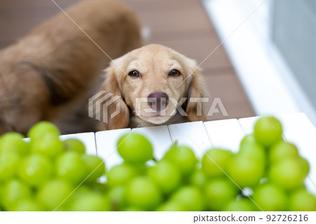 Kaninhen Ducks Shine Muscat Grapes 92726216