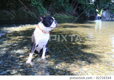 一隻可愛的波士頓梗犬 Mighty-kun 在河裡玩耍的熱門地點常岐川町進入常岐川河,並欣賞風景。 一隻可愛的波士頓梗犬 Mighty-kun 在河裡玩耍的熱門地點常岐川町進入常岐川河,並欣賞風景。 92726584