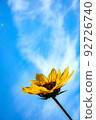 Sunflowers blooming vigorously towards the blue sky 92726740