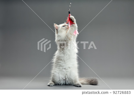 Kitten playing with feather wand - small British kitten gray white color chews cat toy close-up 92726883