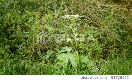 Giant hogweed Heracleum mantegazzianum bloom flower blossom cartwheel-flower, western honey bee flying insects blooming saw achenes invasive Caucasus Eurasia cow parsley hogsbane expansive Giant hogweed Heracleum mantegazzianum bloom flower blossom cartwheel-flower, western honey bee flying insects blooming saw achenes invasive Caucasus Eurasia cow parsley hogsbane expansive 92726965