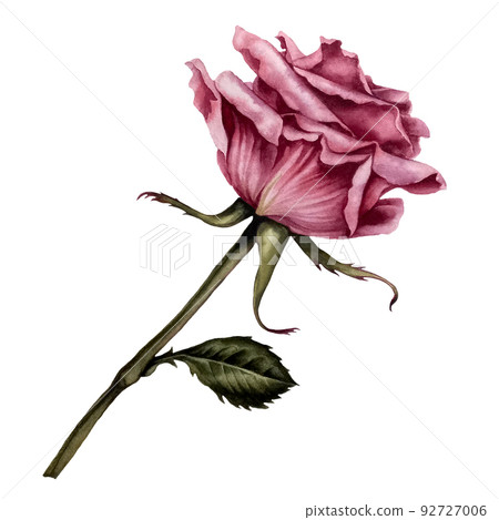 Watercolor pink rose for wedding, birthday invitation and greeting card design. Trendy and modern illustration in botanical style with hand drawn plant details. Element isolated on white background. Watercolor pink rose for wedding, birthday invitation and greeting card design. Trendy and modern illustration in botanical style with hand drawn plant details. Element isolated on white background. 92727006