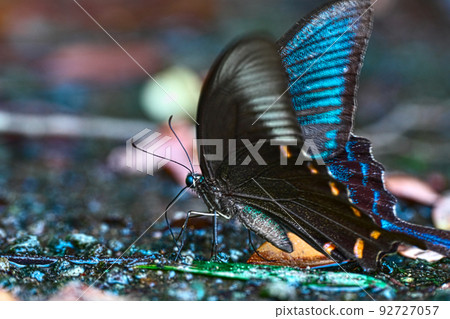 來喝水的烏鴉燕 92727057