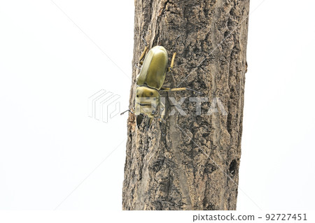 Ogon Oni Quaggata 92727451