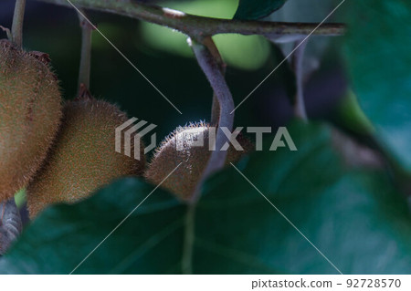 Kiwi Kiwi 92728570