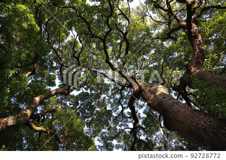 Fagaceae Fagaceae Quercus serrata 4 Fagaceae Fagaceae Quercus serrata 4 92728772
