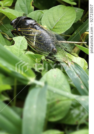 大熱天掉進草叢的蟬 92728807