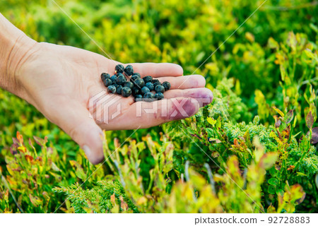 Hand full of wild blueberries 92728883