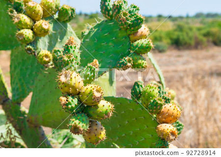 Cactus plant with fruits 92728914