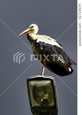 Adult white stork on the street lamp 92729074