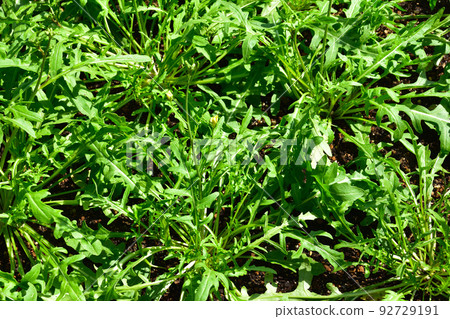 arugula arugula 92729191