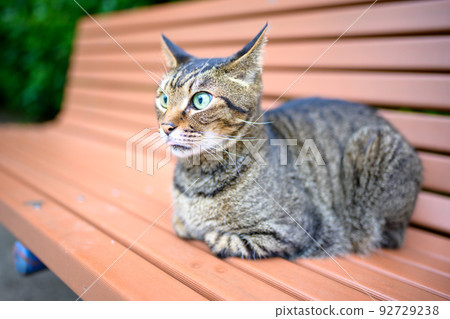 A tabby cat resting on a bench 92729238