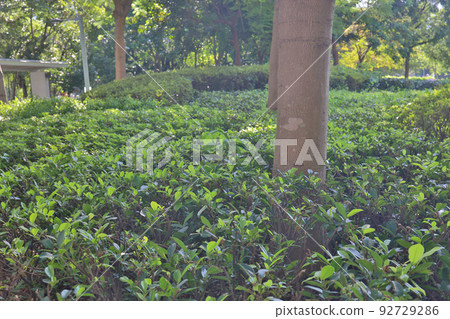 the Vegetative background from leaves and plants. the Vegetative background from leaves and plants. 92729286