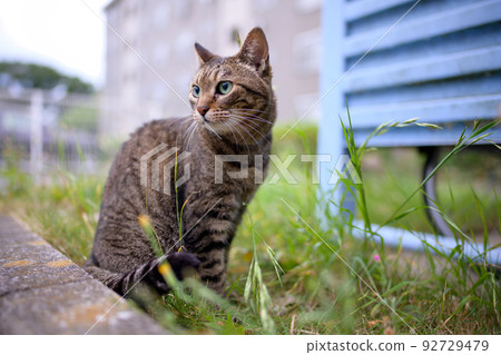 Kijitra cat taking a walk Kijitra cat taking a walk 92729479
