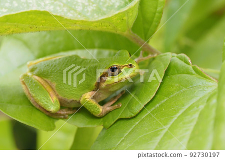 日本黑蛙 日本黑蛙 92730197