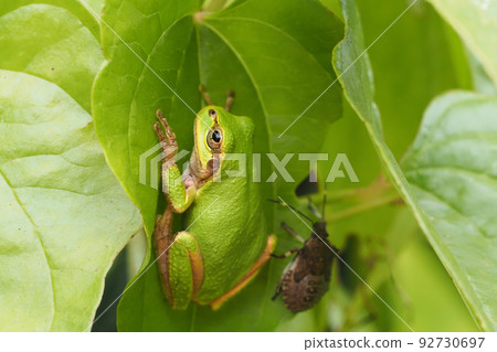 A kind of larva of Japanese tree frog and stinkbug A kind of larva of Japanese tree frog and stinkbug 92730697