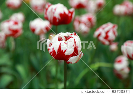Tulip Tulip 92730874