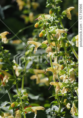Salvia nipponica flowers Salvia nipponica flowers 92730966