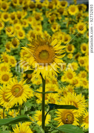 在向日葵領域的向日葵 92732693