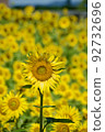 在向日葵領域的向日葵 92732696