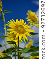 藍天下的向日葵田 92732697
