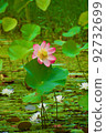睡蓮和蓮花 92732699
