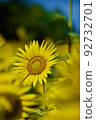 向日葵的夏天 92732701