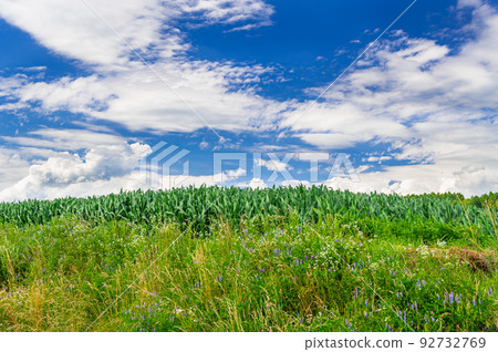 Dent corn field and blue sky in summer 92732769