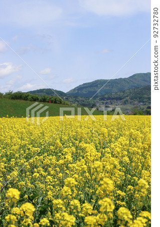 Rape flower field in full bloom Rape flower field in full bloom 92732780