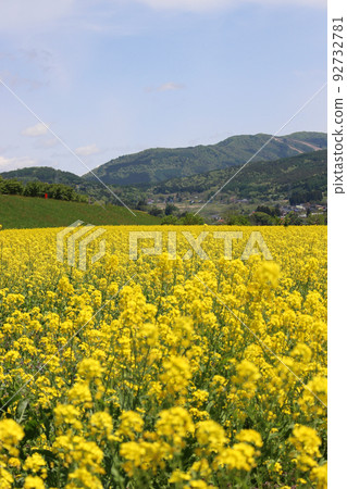 Rape flower field in full bloom Rape flower field in full bloom 92732781