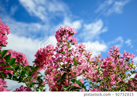 紫薇 2022 92732815