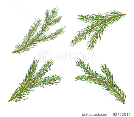 Pine Tree Branches. Vector Cartoon Set isolated on white 92732915