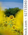 夏天天空和向日葵 92733040