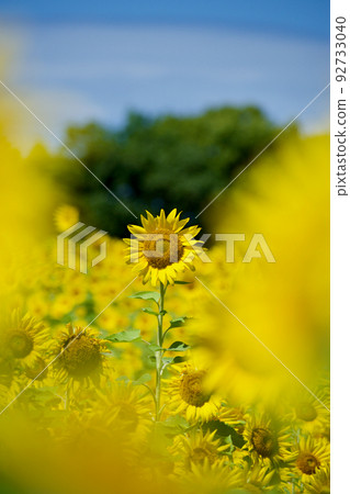 夏天天空和向日葵 夏天天空和向日葵 92733040