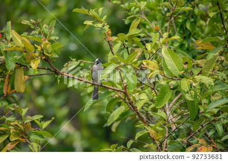 Shiogashira 92733681