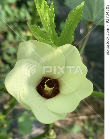 Okra's Flower Okra's Flower 92734505