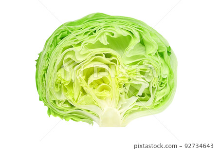 Lettuce illustration real cross section 92734643