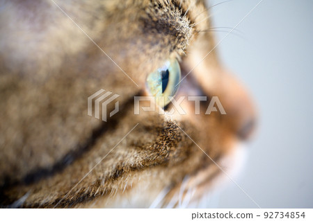 Photo of Kijitora cat up Photo of Kijitora cat up 92734854