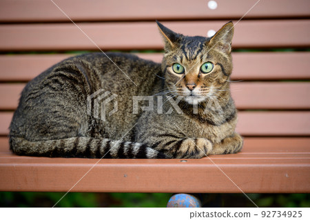 A tabby cat resting on a bench A tabby cat resting on a bench 92734925