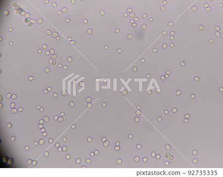 Observation of Tokachi natural yeast at 400x 92735335