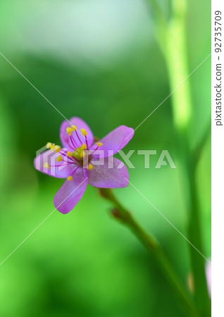 三點花開哈澤蘭(巴庫蘭) 三點花開哈澤蘭(巴庫蘭) 92735709