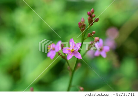 Flowers bloom at three o'clock Hazelan (Bakuran) Flowers bloom at three o'clock Hazelan (Bakuran) 92735711