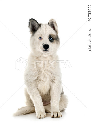 young Yakutian Laika 92735902