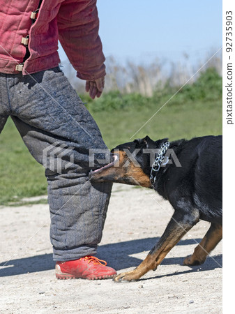 training of french shepherd 92735903