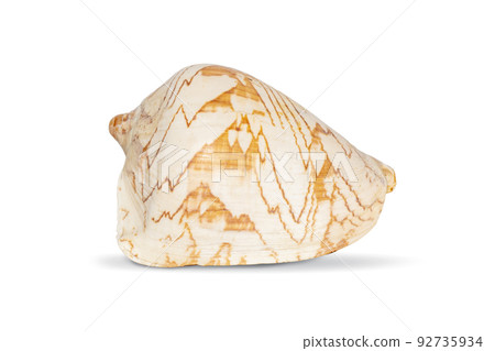 Image of andaman seashell (cymbiola nobilis) on a white background. Undersea Animals. Sea shells. 92735934