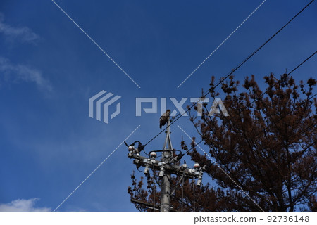 Black kite perching on a telephone pole 92736148
