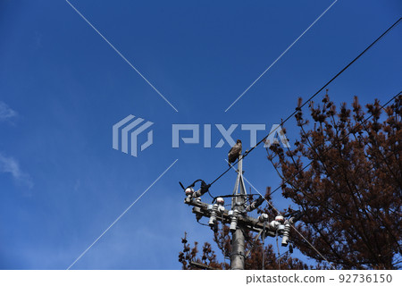 Black kite perching on a telephone pole 92736150